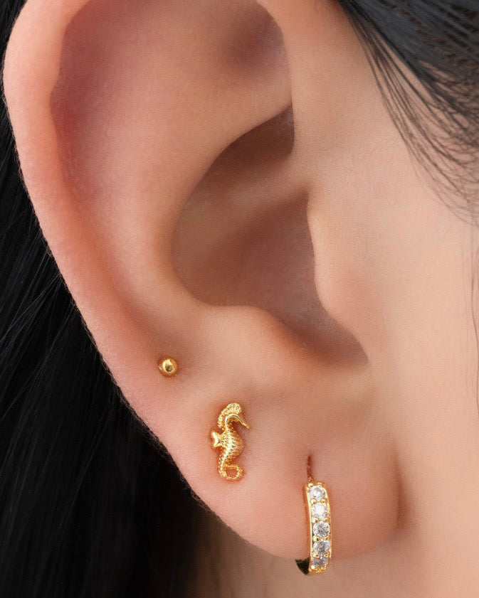 Topo Caballito de Mar